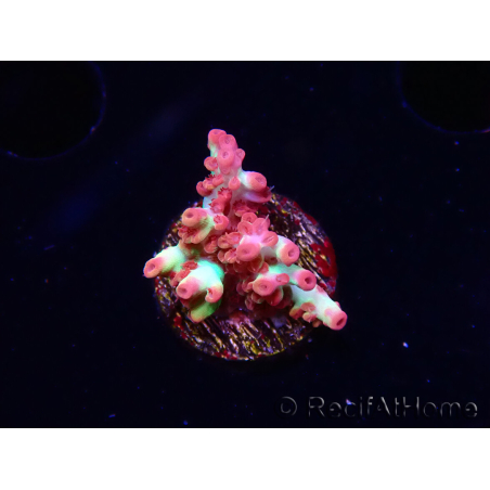 WYSIWYG RAH Acropora microclados Strawberry Shortcake 5Y4