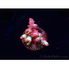 WYSIWYG RAH Acropora microclados Strawberry Shortcake 5Y4