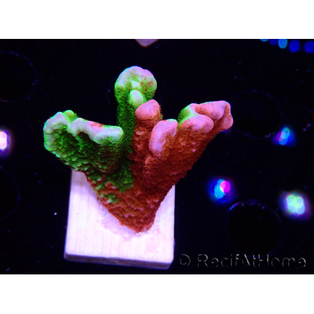 WYSIWYG WWC Montipora Contraband Digitata 5V2