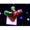 WYSIWYG WWC Montipora Contraband Digitata 5V2