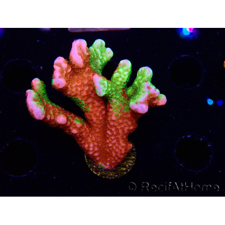 WYSIWYG WWC Montipora Contraband Digitata 5V3