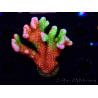 WYSIWYG WWC Montipora Contraband Digitata 5V3
