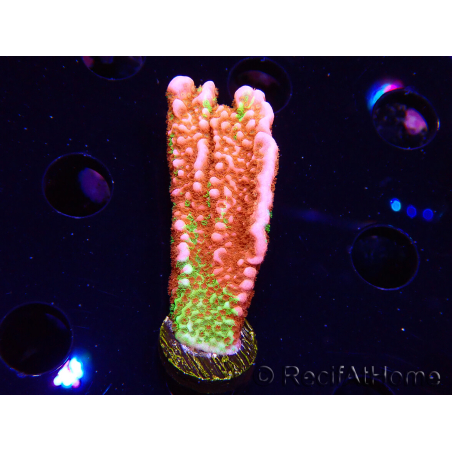 WYSIWYG WWC Montipora Contraband Digitata 5V5