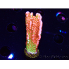 WYSIWYG WWC Montipora Contraband Digitata 5V5