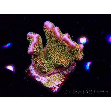 WYSIWYG - RAH Montipora Silly Salmon 5Z1