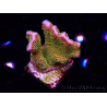 WYSIWYG - RAH Montipora Silly Salmon 5Z1