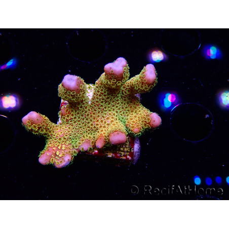 WYSIWYG - RAH Montipora Silly Salmon 5Z2