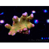 WYSIWYG - RAH Montipora Silly Salmon 5Z2