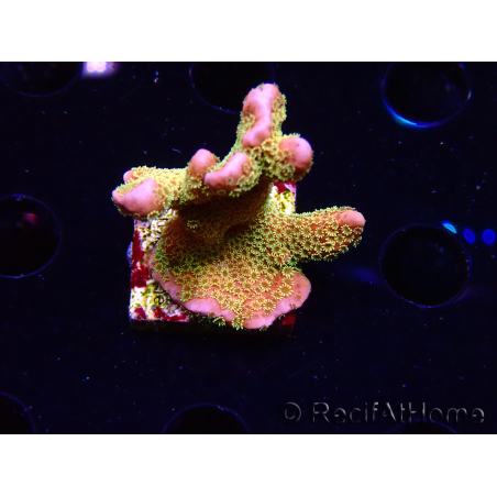 WYSIWYG - RAH Montipora Silly Salmon 5Z4