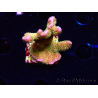 WYSIWYG - RAH Montipora Silly Salmon 5Z4