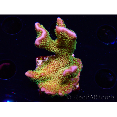 WYSIWYG - RAH Montipora Silly Salmon 5Z5