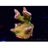 WYSIWYG - RAH Montipora Silly Salmon 5Z5