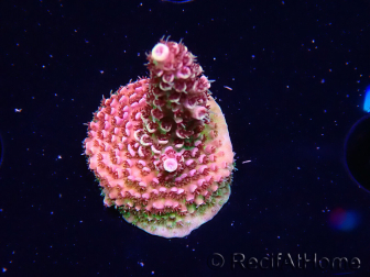 WYSIWYG TSA Acropora Prairie Fire
