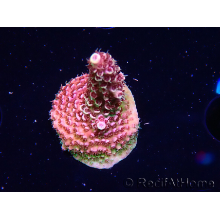 WYSIWYG TSA Acropora Prairie Fire