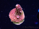 WYSIWYG TSA Acropora Prairie Fire