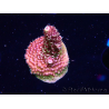 WYSIWYG TSA Acropora Prairie Fire 5A9