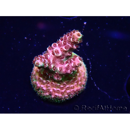 WYSIWYG TSA Acropora Prairie Fire 5A10