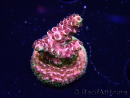 WYSIWYG TSA Acropora Prairie Fire