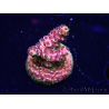 WYSIWYG TSA Acropora Prairie Fire