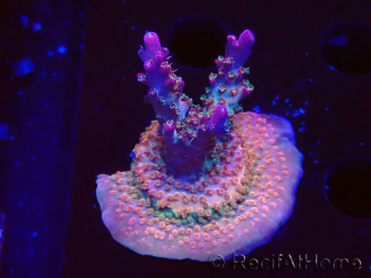 WYSIWYG- RAH Acropora Prinzessin