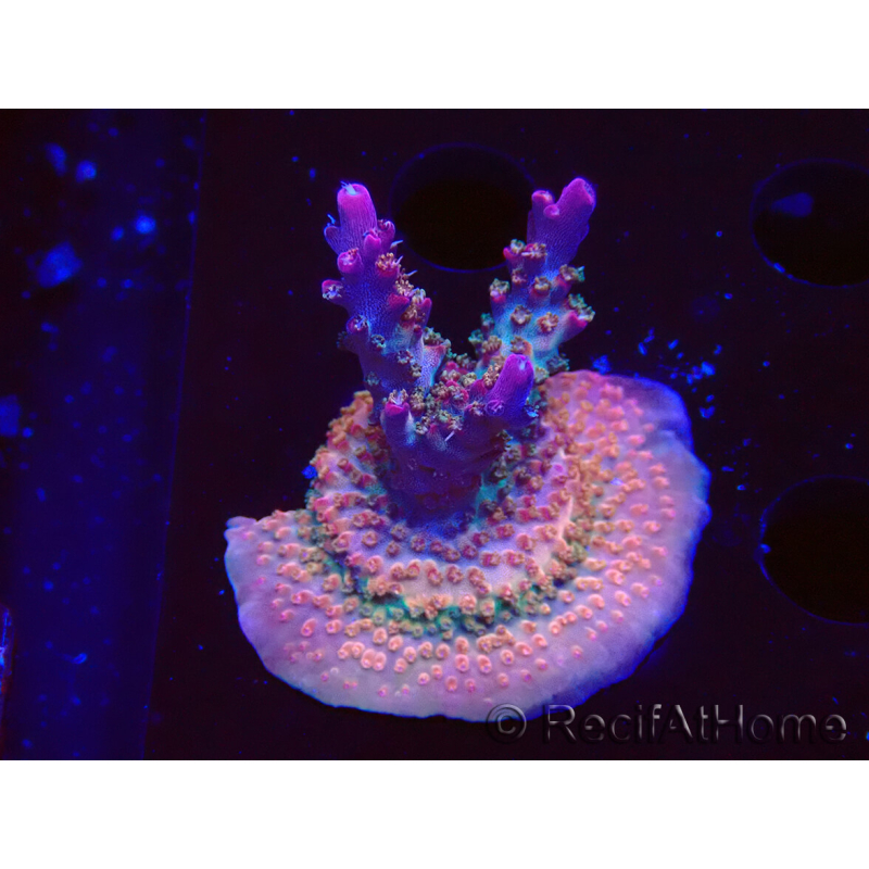 WYSIWYG- RAH Acropora Princesa