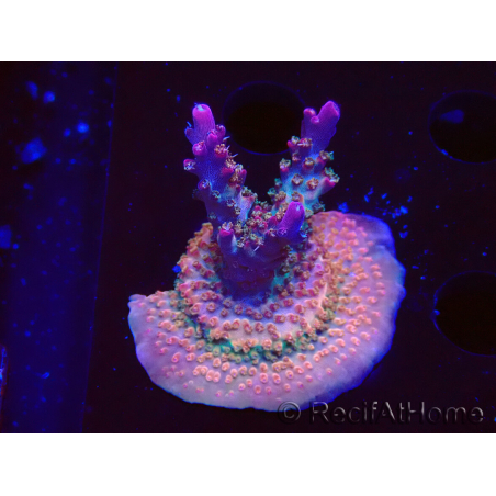 WYSIWYG- RAH Acropora Prinzessin