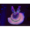 WYSIWYG- RAH Acropora Princess