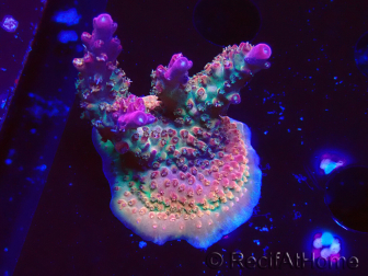 WYSIWYG- RAH Acropora Princesa