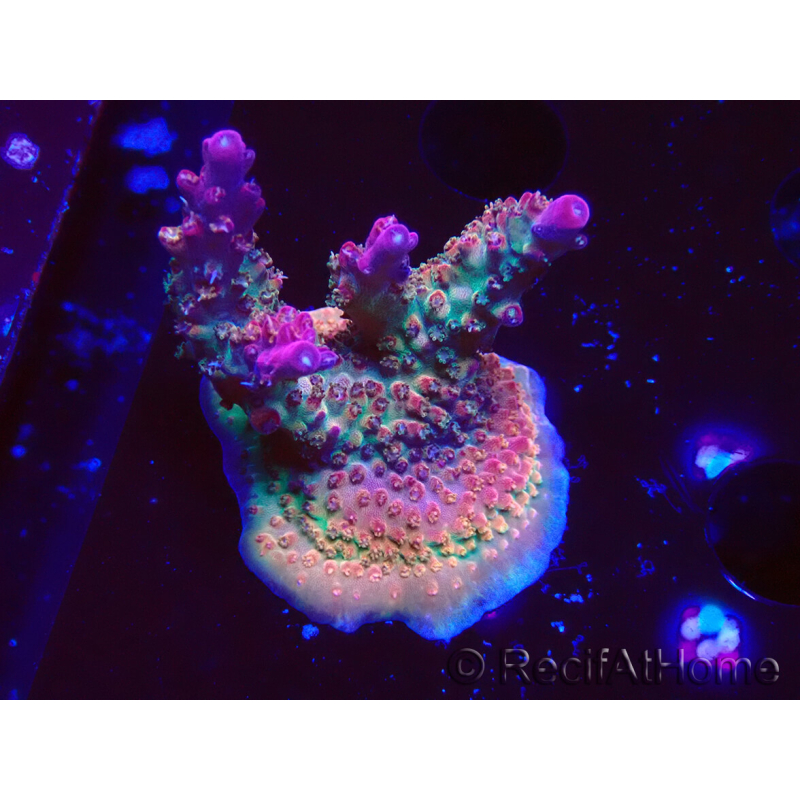 WYSIWYG- RAH Acropora Princess