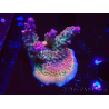 WYSIWYG- RAH Acropora Prinzessin