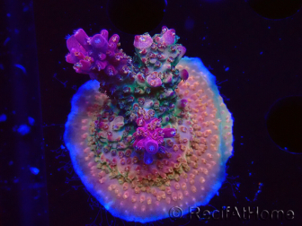 WYSIWYG- RAH Acropora Princess 5A3