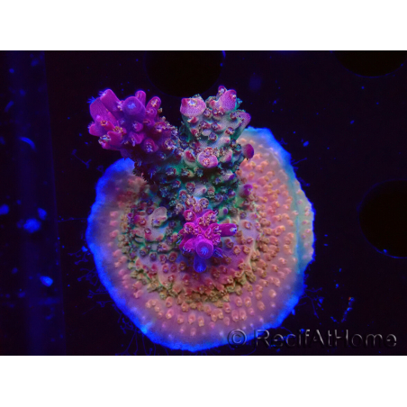 WYSIWYG - RAH Acropora Princess