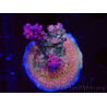 WYSIWYG - RAH Acropora Princess