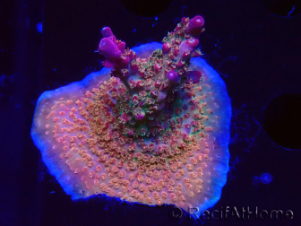 WYSIWYG- RAH Acropora Princess 5A4