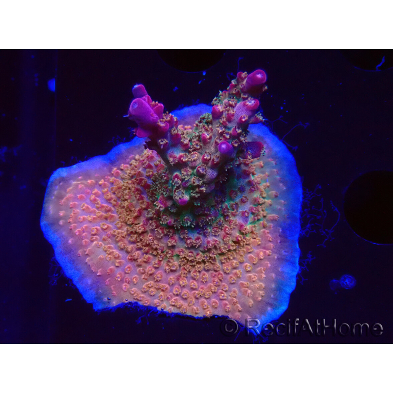 WYSIWYG- RAH Acropora Princess