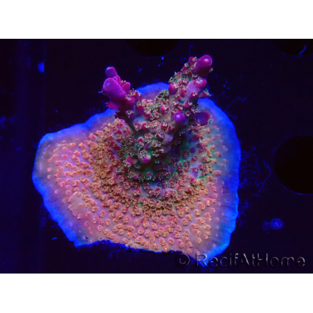 WYSIWYG- RAH Acropora Princess