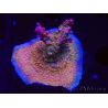 WYSIWYG- RAH Acropora Princess
