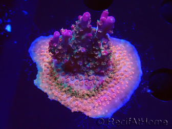 WYSIWYG- RAH Acropora Princess 5A5