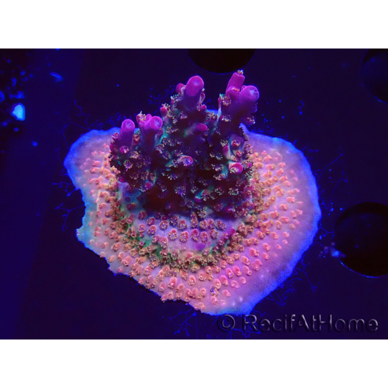 WYSIWYG- RAH Acropora Prinzessin