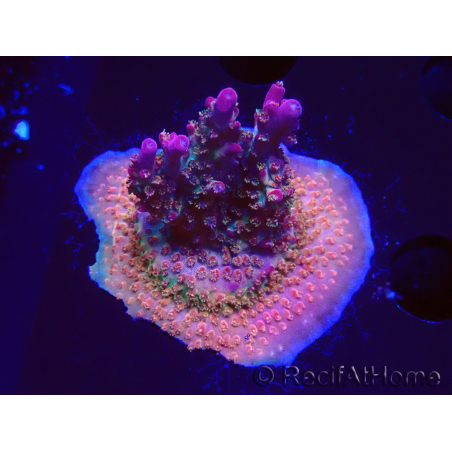 WYSIWYG- RAH Acropora Prinzessin