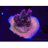 WYSIWYG- RAH Acropora Princess 5A5