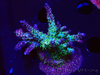 WYSIWYG- RAH Acropora Purple Haze