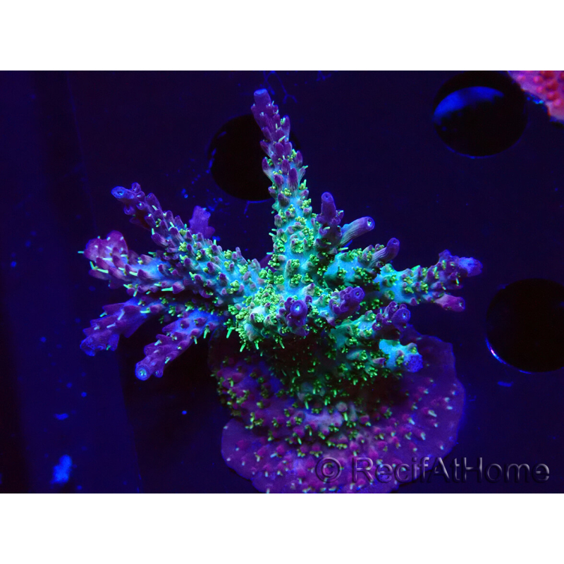 WYSIWYG- RAH Acropora Purple Haze