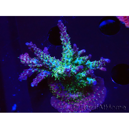 WYSIWYG- RAH Acropora Purple Haze