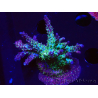 WYSIWYG- RAH Acropora Purple Haze 5B1