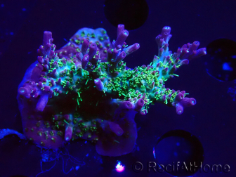 WYSIWYG- RAH Acropora Purple Haze