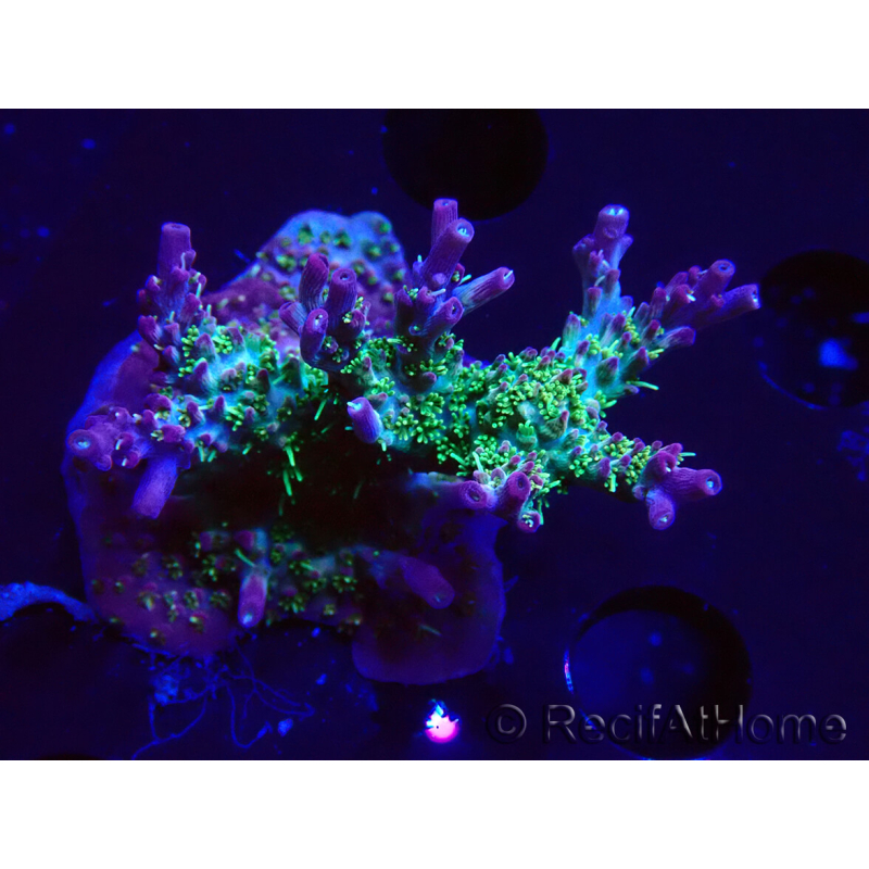 WYSIWYG- RAH Acropora Purple Haze