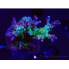 WYSIWYG- RAH Acropora Purple Haze