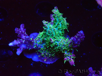 WYSIWYG- RAH Acropora Purple Haze