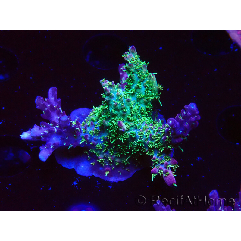 WYSIWYG- RAH Acropora Purple Haze